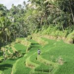 ricefield ubud