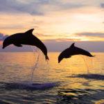 dolphin tour bali
